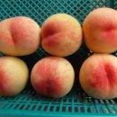 선희농장 이미지