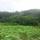 석류애견 이미지