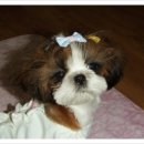 공주동물병원 이미지