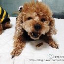 PC복댕이 이미지