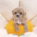 써니도그 이미지