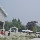 오늘 여기 Daum카페