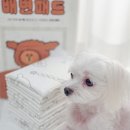 코코애견 | 강아지 배변패드 후기 코코시루 애견패드