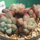 프롬 유니 이미지