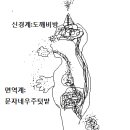에코프랙탈 이미지