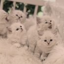 베베독 강아지분양 대구본점 | 종로네바마스커레이드분양 소식 설레는 마음으로 다녀온 후기