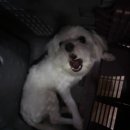 프란다스동물병원 이미지