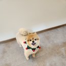 꽃내음나개 이미지