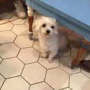 에이블 동물병원 이미지