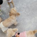 포레스트 하우스 애견유치원 네이버블로그