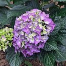 한림정역 이미지