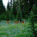 웰다잉을 위한 웰에이징&웰빙 이미지