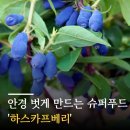 "블루베리는 잊으세요" 안경 벗게 만드는 슈퍼푸드 '하스카프베리'의 기적