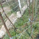 중간상사리 이미지