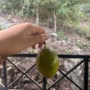 죽림화원 | 베트남 달랏🇻🇳 달랏역+다딴라 폭포+죽림선원 방문 후기
