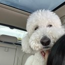 (주)남일유지 | 김해 댕댕파크 애견운동장 부산근교 대형견 가능한곳!