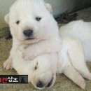 사랑애견 이미지