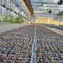 김영곤 농장 이미지