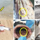 유럽산 농어와 숭어의 Caligus clemensi와 Vibrio alginolyticus 혼합감염 이미지