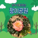 2025 추억의 명화 5월 어거스트러쉬 | 2025년 삼척장미축제 다녀온 후기