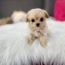 봉천2농장 이미지