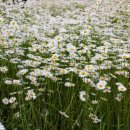 (상하)개화목장 이미지