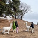 덕소충전소 | 애니포레 꿀팁 평창 용평리조트 모노레일 강원도 알파카목장