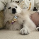 마주봄펫 이미지