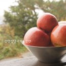 양짓담사과농장