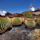 란사로테 이미지