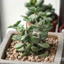 여리약국 이미지