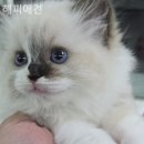 해피애견 이미지