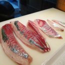 붉은우럭 이미지