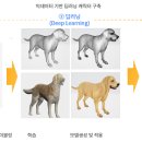 이삭애견훈련소 이미지