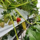 진만농장 이미지