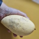 키친포포 | 센스있는 병문안 선물 카카오톡 선물하기 포포아미고 혼합과일세트