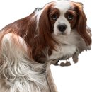 [더 작은 공연장] 똑 똑 똑 | [안양 까망콕 양모펠트 공방] 우리 달리와 똑 닮은 키링 만들기 🐾🧶