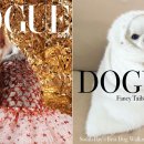 도그(DOGUE) 이미지