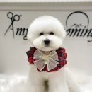 에이미 그루밍 이미지