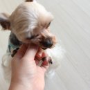 예삐네 착한 수제간식 이미지