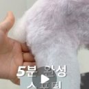 블루맘펫살롱 이미지