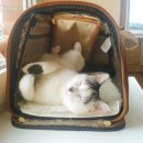 강앤정 동물병원 이미지