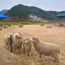 온더볼운동 | 전남 구례 지리산 치즈랜드 수선화 축제 4월 봄 꽃구경 가볼만한곳