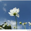 들꽃이야기 이미지