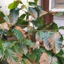 커피나무 이미지