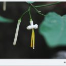 꽃이야 나무야 파주 이미지