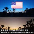 해와별 | LA 조슈아트리 투어 사막 석양 별보기 여행 후기