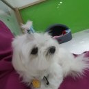 호텔펫코리아 이미지