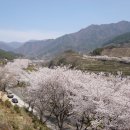 4월3일 목요일. 경남 하동. 차밭과 십리벛꽃길의 조망이 일품인 조용한 산행로와 흐드러지게 만개한 벚꽃터널 화개십리 쌍계사 촛대봉 산행 이미지