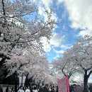 <대관>『벚꽃이 지는날에』 | 4월 경주 가족 여행 벚꽃 명소 대릉원 돌담길 주차 꿀팁 명소